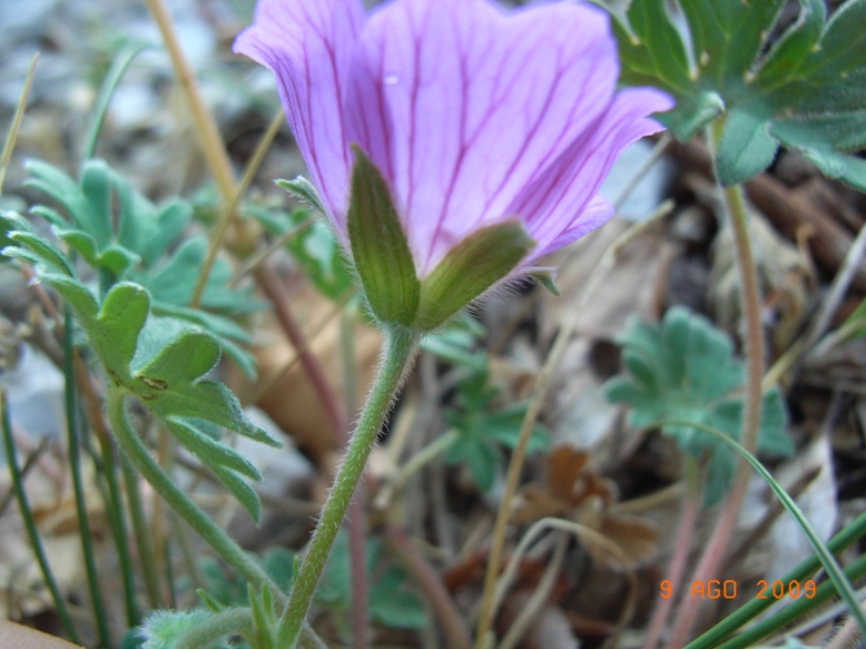 Monte Miletto - Geranium austroapenninum